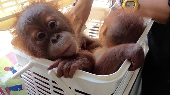 Una de las crías de orangután rescatadas.