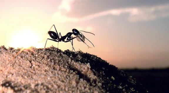 Una hormiga en el desierto de Túnez. 