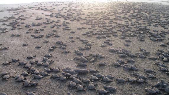 Liberación de 5.500 tortugas marinas de la especie golfina en la playa El Real. 