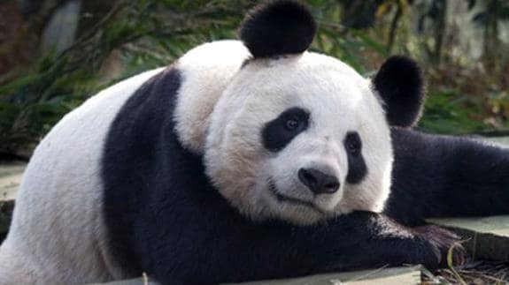 Un oso panda.