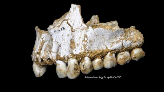 Los neandertales ya se medicaban con 'aspirinas' naturales.