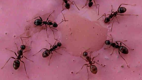 Hormigas rodean un círculo de miel. 