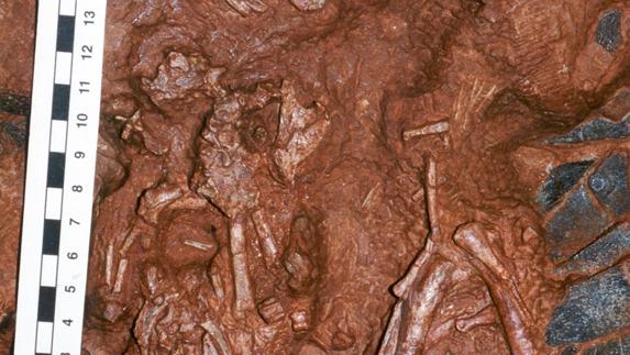 Fósil de dinosaurio hallado en el noreste de China.