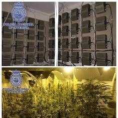 Cae en Alicante una banda delictiva de Holanda tras hallar tres plantaciones de marihuana
