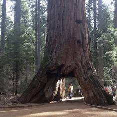 El "Pioneer Cabin Tree" tenía 30,48 metros de alto aproximadamente y tenía un diámetro de 6,7 metros.