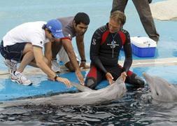 Los delfines del Oceanogràfic hipnotizan a dos pilotos de F-1