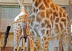 Un parto de altura en el Bioparc de Valencia
