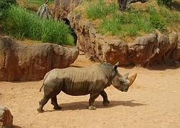 Rómulo deja el Bioparc