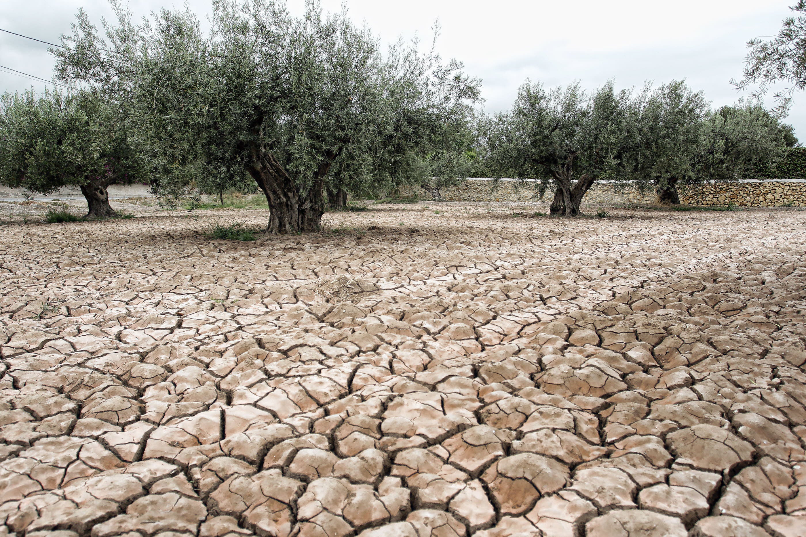 Campos de olivos que estan sufriendo con la sequía