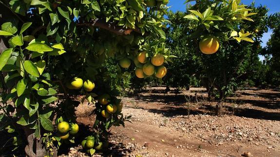 Campos de naranjos.