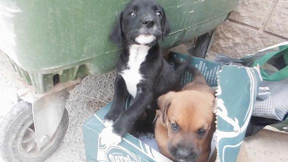 La protectora rescata en sólo un mes a 37 cachorros de la basura de Valencia