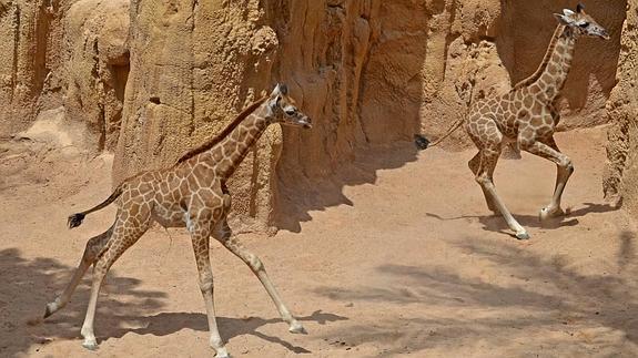 Las crías de jirafa Baringo en Bioparc.