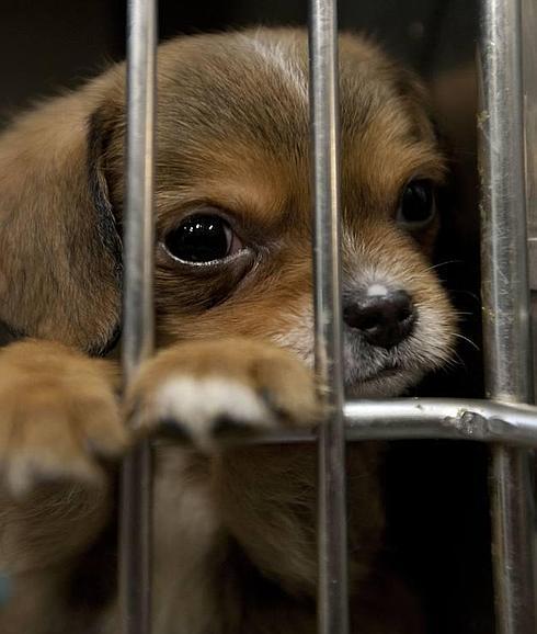 Un cachorro en un refugio de animales.