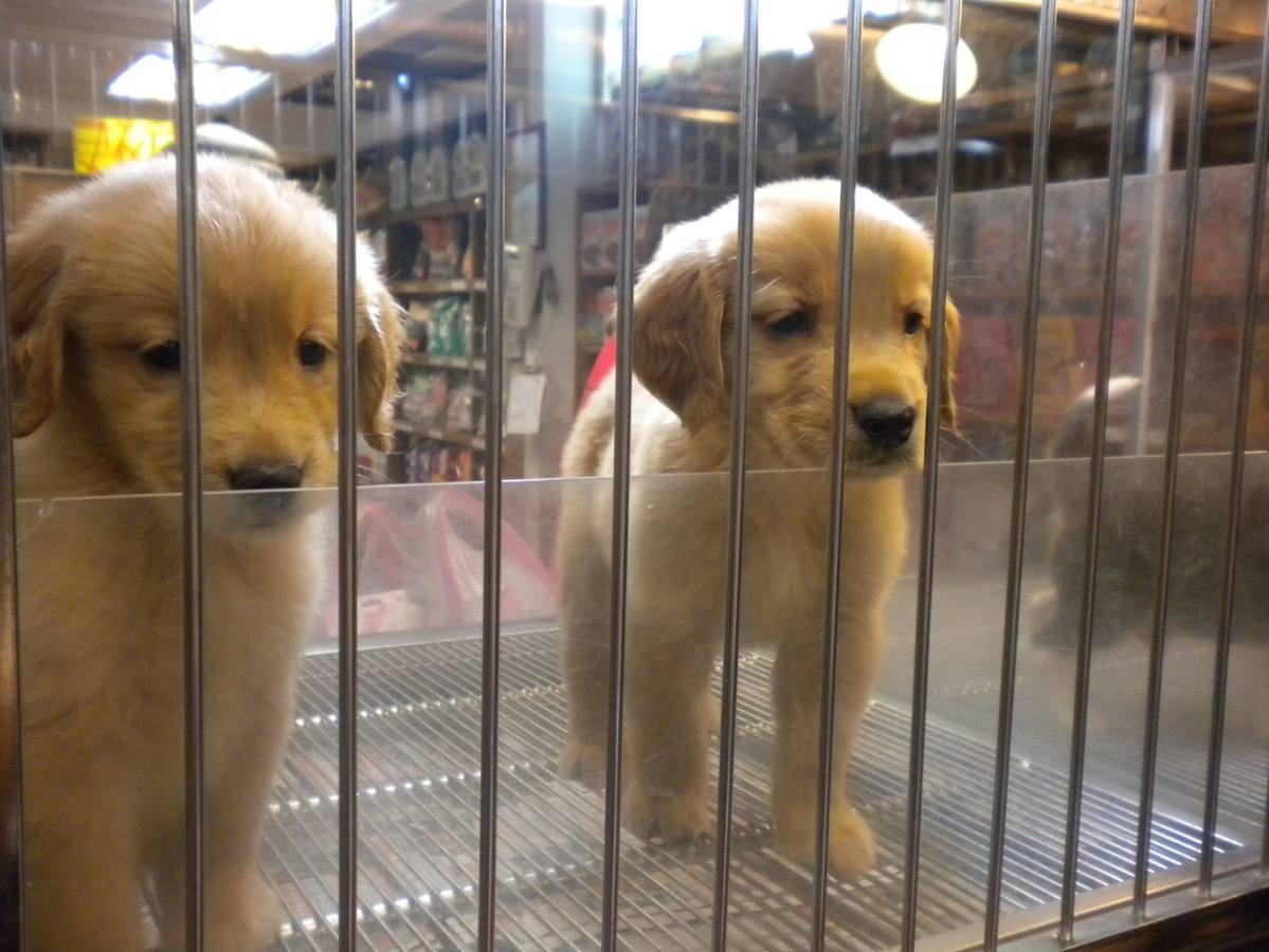 Dos perros expuestos en una tienda de mascotas. 