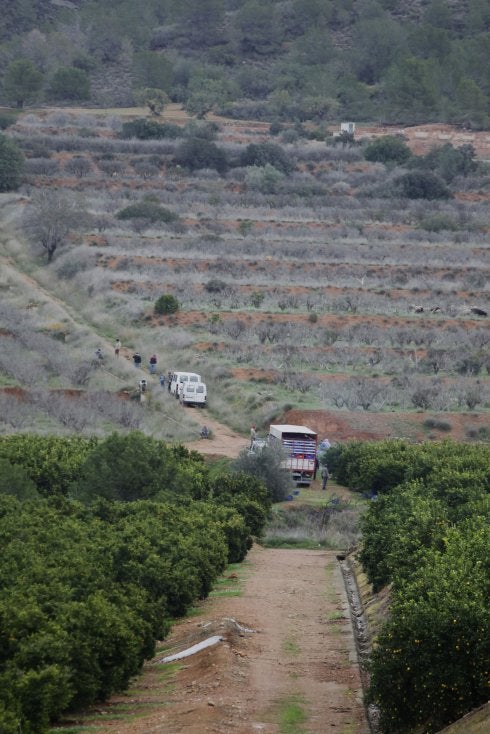 Naranjos en la parte central de la partida de Porchinos. 