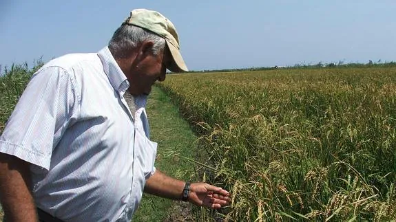 Un agricultor observa el estado de los granos de arroz. 