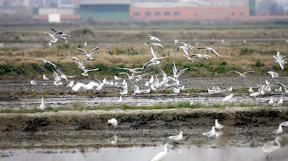 Un grupo de aves revolotean el Parque Natural de la Albufera.