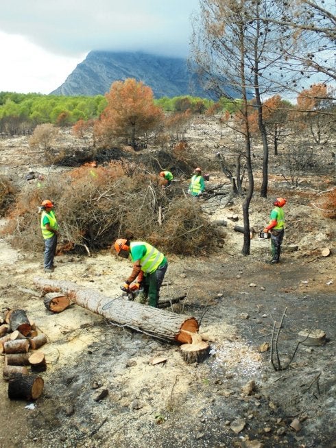 Los trabajadores en la retirada de los árboles calcinados. :: lp