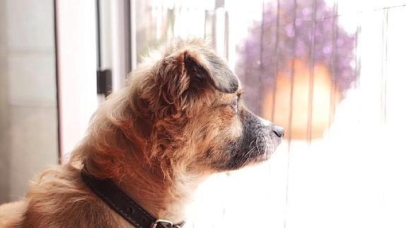 Nana, la perrita protagonista del vídeo.