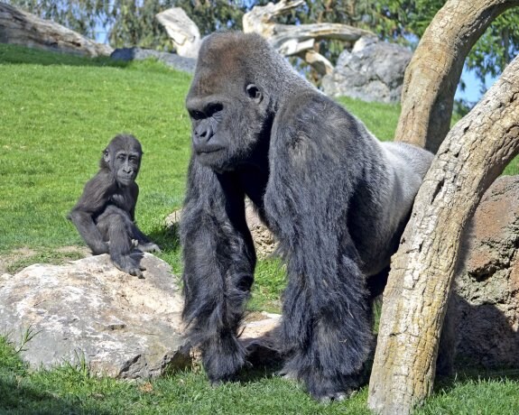El gorila Ebo con su padre Mambie. :: lp