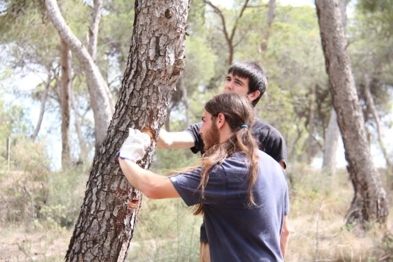 Unos voluntarios comprueban el estado de los pinos en El Vedat . :: LP