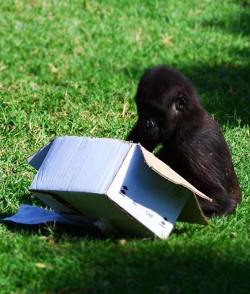 El pequeño gorila Ebo, con la caja de su regalo, hoy en su segundo cumpleaños.