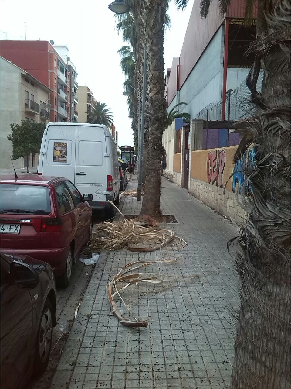 Nazaret teme el desplome de palmeras ante la falta de mantenimiento