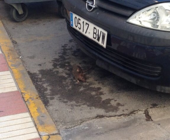 Un roedor en una calle del centro de Tavernes. :: lp