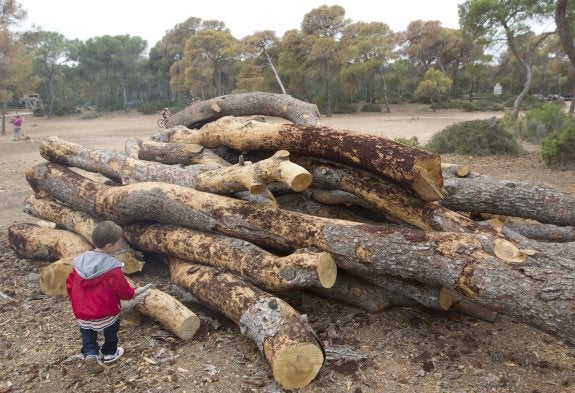 Un niño mira algunos de los troncos talados para frenar la plaga en la Sierra Calderona. :: damián torres