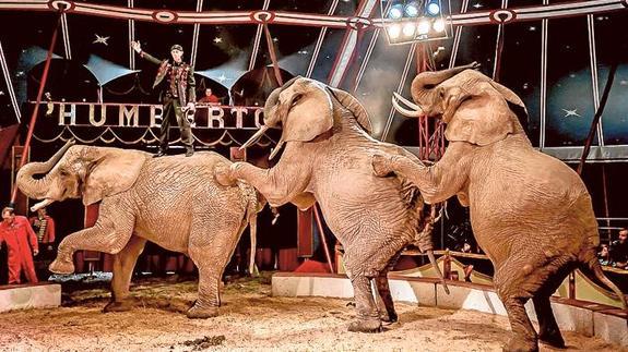 Espectáculo con elefantes que se puede disfrutar en uno de los circos instalados en Valencia.