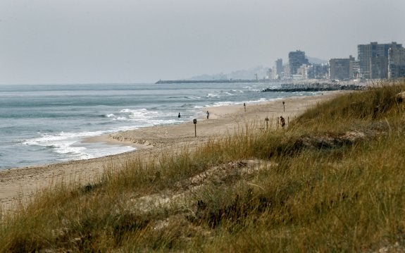 Un tramo de la playa de El Saler, donde se observa la regresión del litoral. :: jesús signes