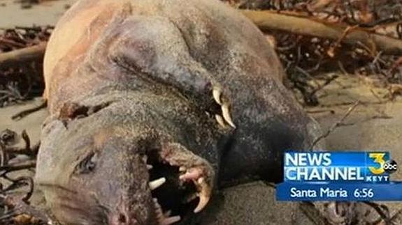 Una misteriosa criatura desconcierta a los vecinos de California