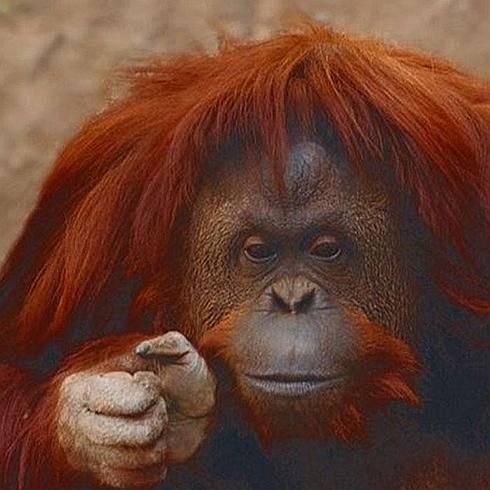 Sandra la orangutana del zoo de Buenos Aires.