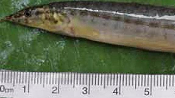 La anguila medía 16 cm.