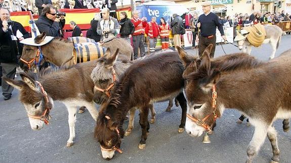 Bendición de animales en Valencia. 