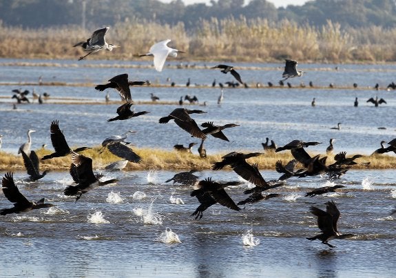 Bandada de pájaros en la Albufera, entre los que abundan los cormoranes, de pluma más oscura. :: jesús signes