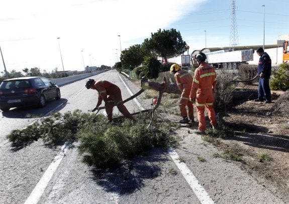 Bomberos cortan un pino caído junto a la A-7 en Silla. :: jesús signes