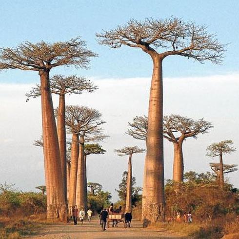 Baobabs como los de la foto o ceibas cumplen la función de árboles de la palabra en todas las aldeas de África.