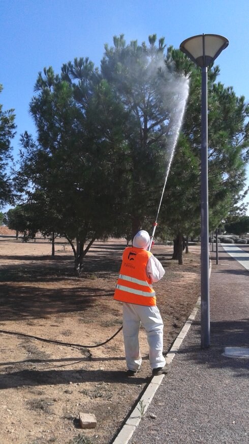 Un técnico fumiga un pino afectado en Paterna. :: lp