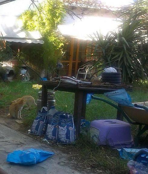 La policía encontró una veintena de gatos famélicos en la casa del hombre fallecido en San Antonio de Benagéber