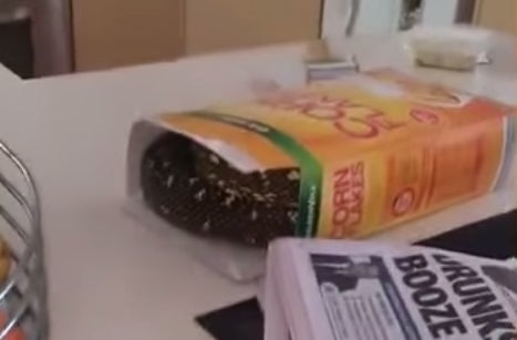 La serpiente se escondía totalmente enrroscada dentro de la caja de cereales.