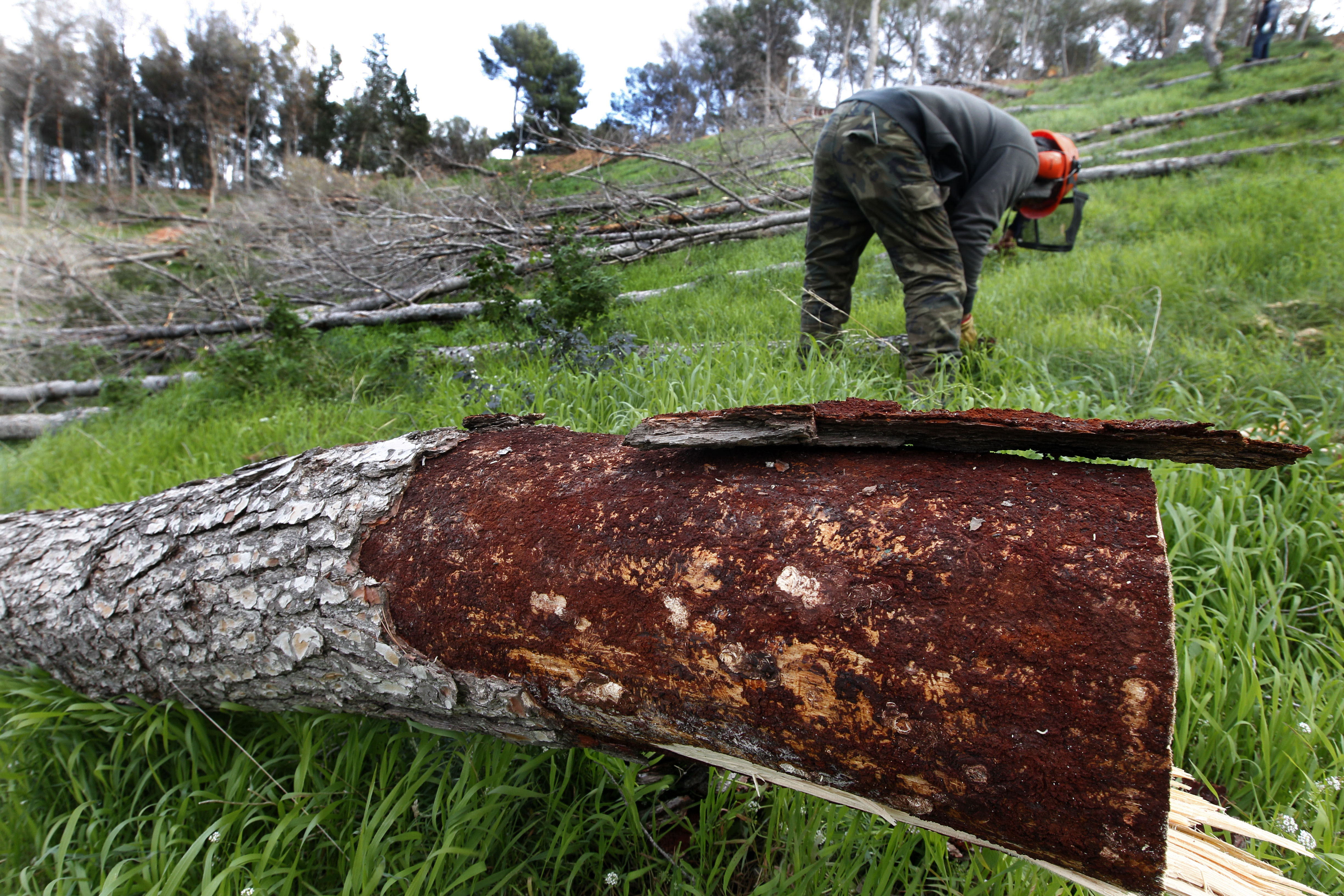 Árboles infectados por la plaga.