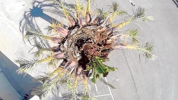 Imagen tomada con un dron en una palmera a la búsqueda de la plaga del picudo rojo.