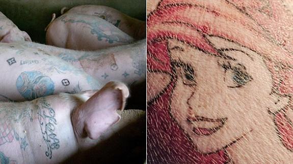 Se venden cerdos tatuados por más de 69.000 euros