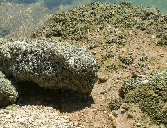 Cientos de mejillones cebra en el embalse de Forata, el pasado verano. :: chj