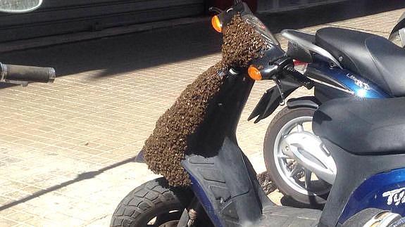 Las abejas cubrían casi totalmente la parte frontal de la moto.