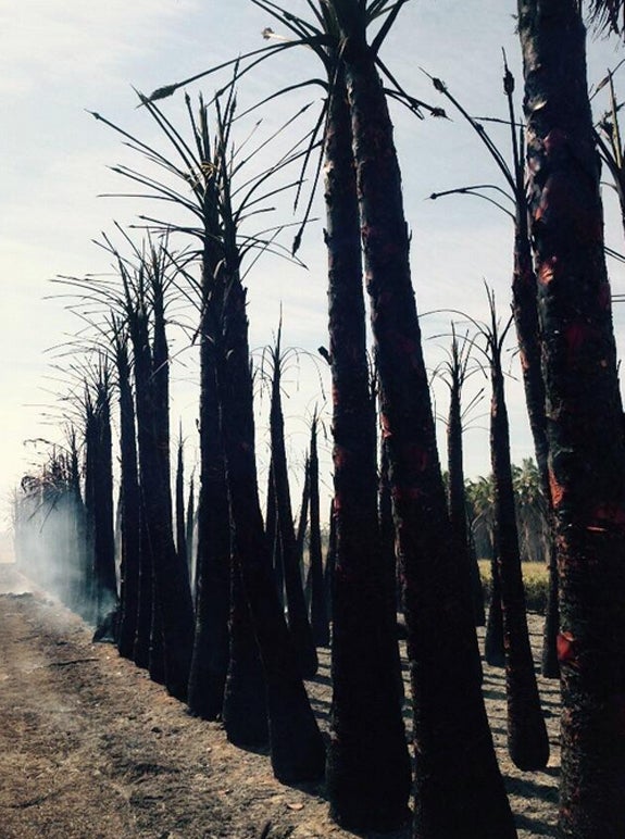 El incendio en el viero de palmeras.