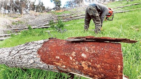 Un operario acumula troncos y ramas de pinos afectados por la plaga en El Puig.