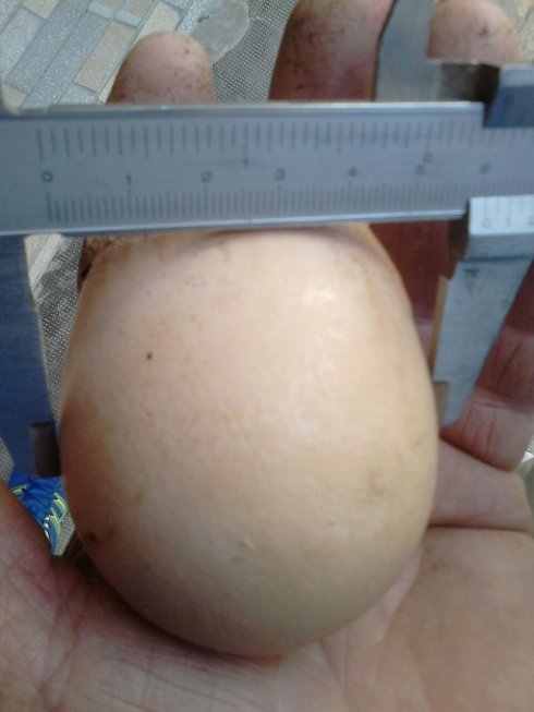 El huevo de 176 gramos. :: lp