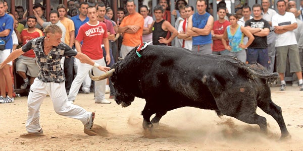 Un aficionado a los bous al carrer corre detrás de un astado durante los festejos de Almassora.